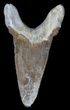 Bargain Auriculatus Shark Tooth - Dakhla, Morocco #35859-1